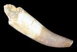 Fossil Plesiosaur (Zarafasaura) Tooth - Morocco #81823-1